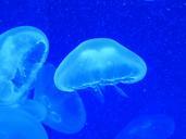 jellyfish-cnidarian-water-sea-92522.jpg