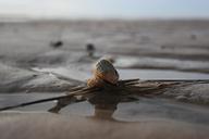 shell-north-sea-wadden-sea-sea-355857.jpg