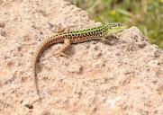 lizard-reptile-animal-510898.jpg