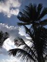 mexico-palm-tree-silhouette-354242.jpg