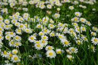 daisy-flower-blossom-bloom-white-324400.jpg