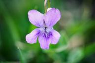 violet-flower-plant-blossom-bloom-753017.jpg