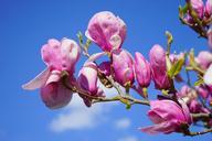 magnolia-magnolia-blossom-blossom-324301.jpg