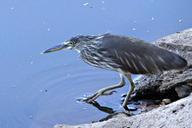 pond-heron-stalking-paddy-bird-lake-277567.jpg