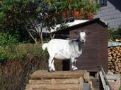 billy-goat-domestic-goat-goat-238910.jpg