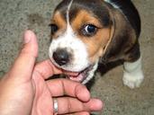 pets-puppies-animals-puppy-mammals-755701.jpg