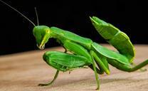 praying-mantis-fishing-locust-green-190166.jpg