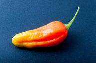 pepper-chili-orange-bright-sharp-507937.jpg