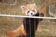 red-panda-zoo-cute-animals-368056.jpg