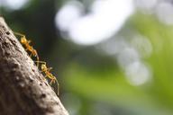 ant-workers-morning-teamwork-865652.jpg