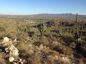 desert-arizona-cactus-362503.jpg