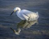 heron-bird-feather-nature-wing-500709.jpg