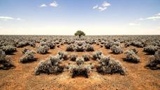 barren-desert-plants-shrubs-tree-1149975.jpg