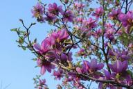 saucer-magnolia-magnolia-tree-997274.jpg