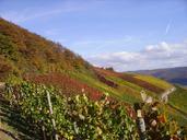 vineyard-vines-fall-foliage-106724.jpg