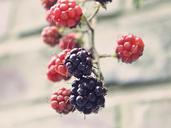 blackberries-bramble-bush-berry-907395.jpg