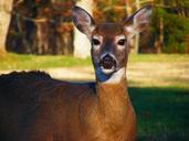 deer-wildlife-animals-doe-nature-191081.jpg