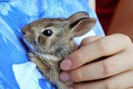 bunny-baby-bunny-baby-rabbit-brown-968855.jpg