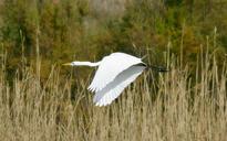 great-egret-bird-wildlife-flying-1067894.jpg