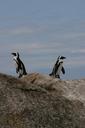 penguins-animals-antarctic-arctic-918438.jpg