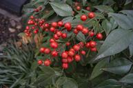 berries-plants-botany-natural-leaf-215292.jpg