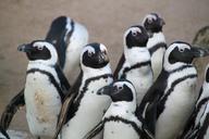 penguins-penguin-animal-birds-352080.jpg