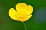 buttercup-plant-weed-752916.jpg