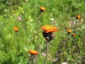 orange-hawkweed-pilosella-aurantiaca-383624.jpg