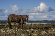 horse-sea-jacket-water-ocean-1289934.jpg