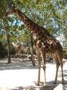 giraffe-animal-nature-401227.jpg