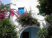 santorini-flowers-greek-island-78797.jpg