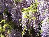 blue-rain-wisteria-flowers-purple-286116.jpg