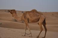 camel-desert-emirates-dubai-dune-728096.jpg