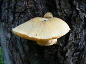 fungi-fungus-mushroom-growing-87660.jpg