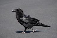 raven-crow-bird-fly-creepy-dig-98244.jpg