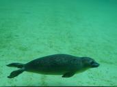 seal-phoca-vitulina-robbe-aquarium-57389.jpg