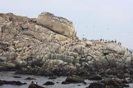 sea-lions-rookery-and-birds-on-the-beach-in-Valparaiso.jpg