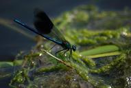 damsel-fly-banded-demoiselle-341724.jpg