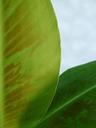 banana-leaf-leaf-green-macro-close-59651.jpg