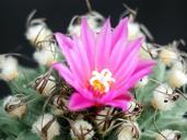 Cactus flower bloom.jpg