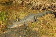 alligator-reptiles-american-animal-347260.jpg