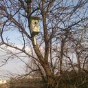 spring-birdhouse-tree-1002616.jpg