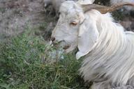 goat-shimla-himachal-india-pradesh-555850.jpg