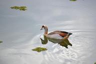 duck-pond-nature-wildlife-feather-568999.jpg