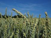 wheat-wheat-field-cereals-ear-592488.jpg