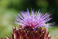 artichoke-flower-rosa-1532781.jpg