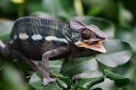 chameleon-panther-chameleon-1154440.jpg