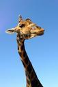 giraffe-zoo-africa-neck-large-468948.jpg