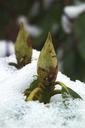 rhododendron-bud-plant-ice-snow-252647.jpg