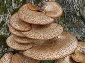 fungi-tree-bark-summer-colors-1014923.jpg